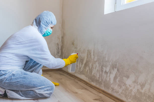 Licensed Basement Mold Remediation service in Crockett, TX - 24 Hour Mold Removal
