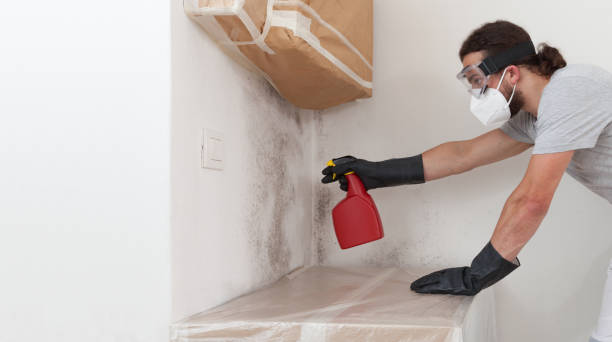 Professional Basement Mold Remediation technician working in Crockett, TX