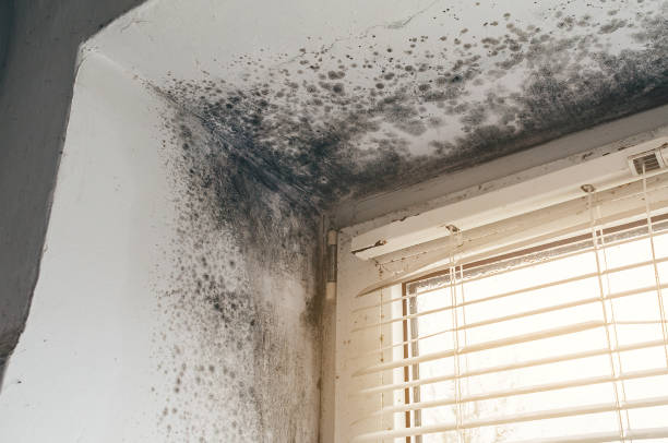 Affordable Basement Mold Remediation solutions in Crockett, TX