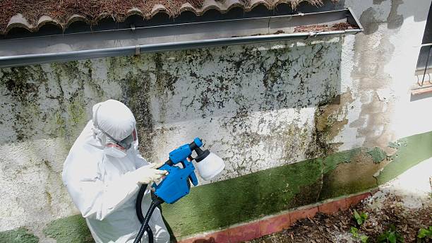 Top rated local Basement Mold Remediation specialists in Crockett, TX